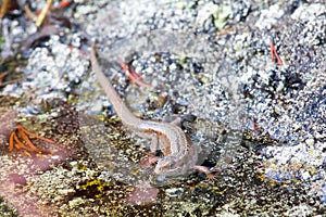 Lizard warmed in sun on island photo
