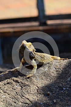Lizard Warming Up On a Rock in the Sun