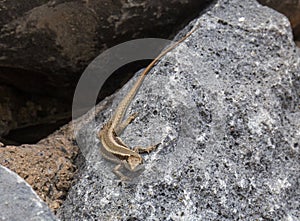 Lizard warming up in the sunlight