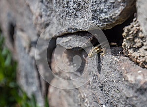 Lizard warming up in the sunlight