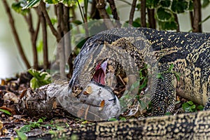 Lizard (Water monitor) is large lizard eating fish