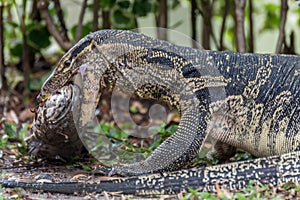 Lizard (Water monitor) is large lizard eating fish