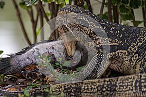 Lizard (Water monitor) is large lizard eating fish