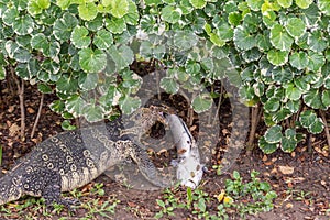 Lizard (Water monitor) is large lizard eating fish