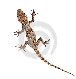 Lizard on a white background. Macro photo