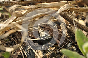 Lizard in the wild close-up. Animals, Macro, Wallpaper, Fauna, Flora, Reptiles, Background, texture