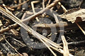 Lizard in the wild close-up. Animals, Macro, Wallpaper, Fauna, Flora, Reptiles, Background, texture