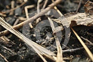 Lizard in the wild close-up. Animals, Macro, Wallpaper, Fauna, Flora, Reptiles, Background, texture