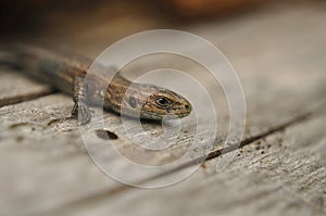 Lizard in the wild close-up. Animals, Macro, Wallpaper, Fauna, Flora, Reptiles, Background, texture