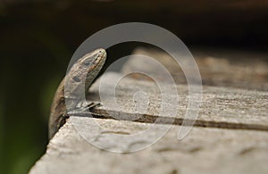 Lizard in the wild close-up. Animals, Macro, Wallpaper, Fauna, Flora, Reptiles, Background, texture