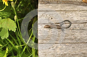 Lizard in the wild close-up. Animals, Macro, Wallpaper, Fauna, Flora, Reptiles, Background, texture