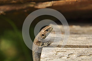 Lizard in the wild close-up. Animals, Macro, Wallpaper, Fauna, Flora, Reptiles, Background, texture