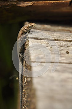 Lizard in the wild close-up. Animals, Macro, Wallpaper, Fauna, Flora, Reptiles, Background, texture