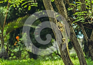 A lizard in wild narute photo
