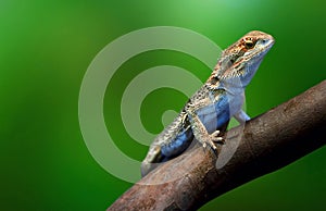 Lizard in wildlife on tree branch