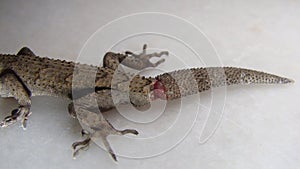 Lizard will cut its tail . kotschy`s gecko mediodactylus kotschyi, cyrtodactylus kotschyi close up gecko amazing camouflage anim