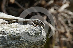 Lizard wisely gazes directly at observer and sits at stone rim. photo