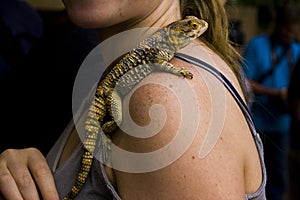 Lizard on a woman shoulder close up photography