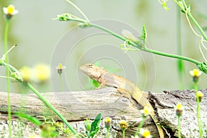 Lizard on wood