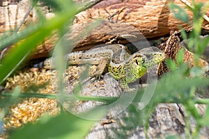 A lizard  between wood trunks and bushes