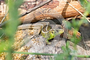 A lizard  between wood trunks and bushes