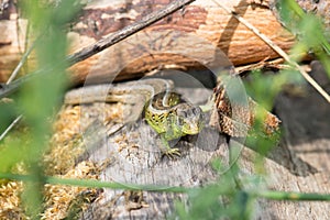 A lizard  between wood trunks and bushes