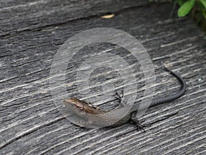 Lizard on wooden surface