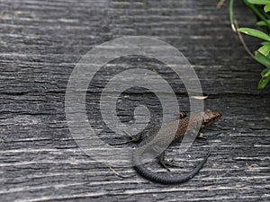 Lizard on wooden surface