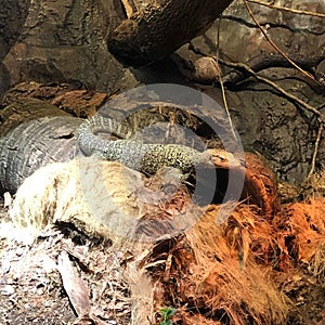Lizard zoo