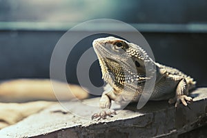 Lizard in the zoo photo