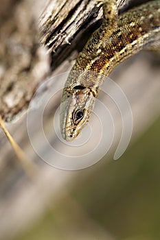 Lizard - Zootoca-vivipara - macro