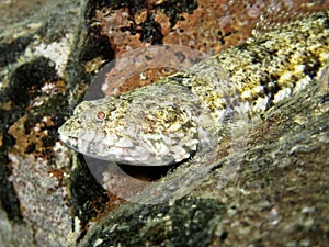 Lizardfish (close up) photo