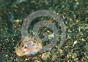 Lizardfish eating caught shrimp