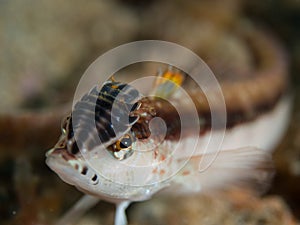 Lizardfish with isopoda on it