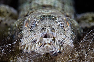 Lizardfish on Seafloor of Pacific Ocean