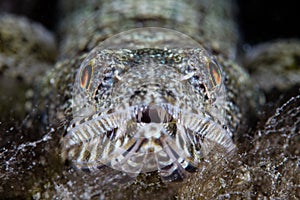 Lizardfish on Seafloor of Pacific Ocean photo