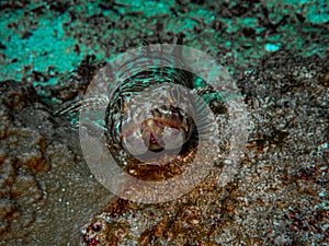 Lizardfish sitting on a sandy bottom in the Carribbean Sea, Roatan, Bay Islands, Honduras