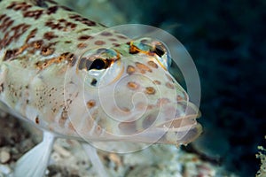 Lizardfish Synodus variegatus lies on bottom and waiting for prey