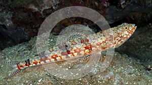 Lizardfish Synodus variegatus lies on bottom and waiting for prey.  Philippines