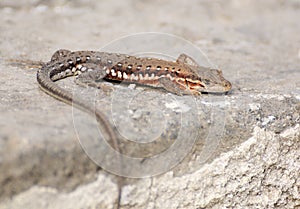 Lizards photo