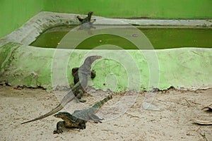 Lizards photo