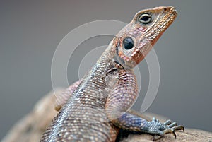 Lizards Agama Mwanza filmed in Kenya