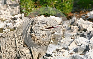 Lizards of aruba