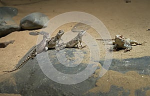 Lizards bask on the sand.