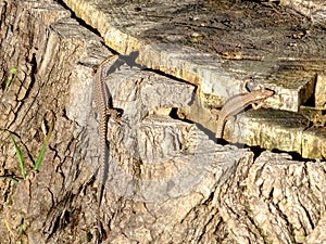 Lizards bask in the sun on the trunk of a fallen tree