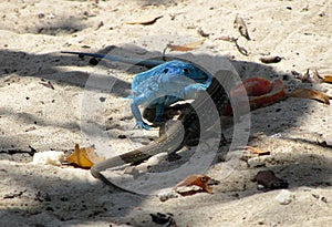 Lizards on the Beach 2 photo