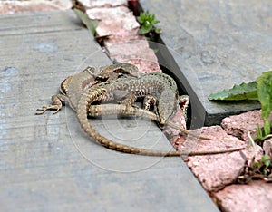 Lizards fighting