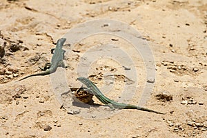 Lizards on Formentera