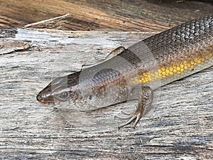 Lizards are a group of four-legged scaly reptiles that are very widespread in the world.