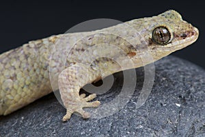 Dwarf Fish-scaled gecko / Geckolepis petiti photo